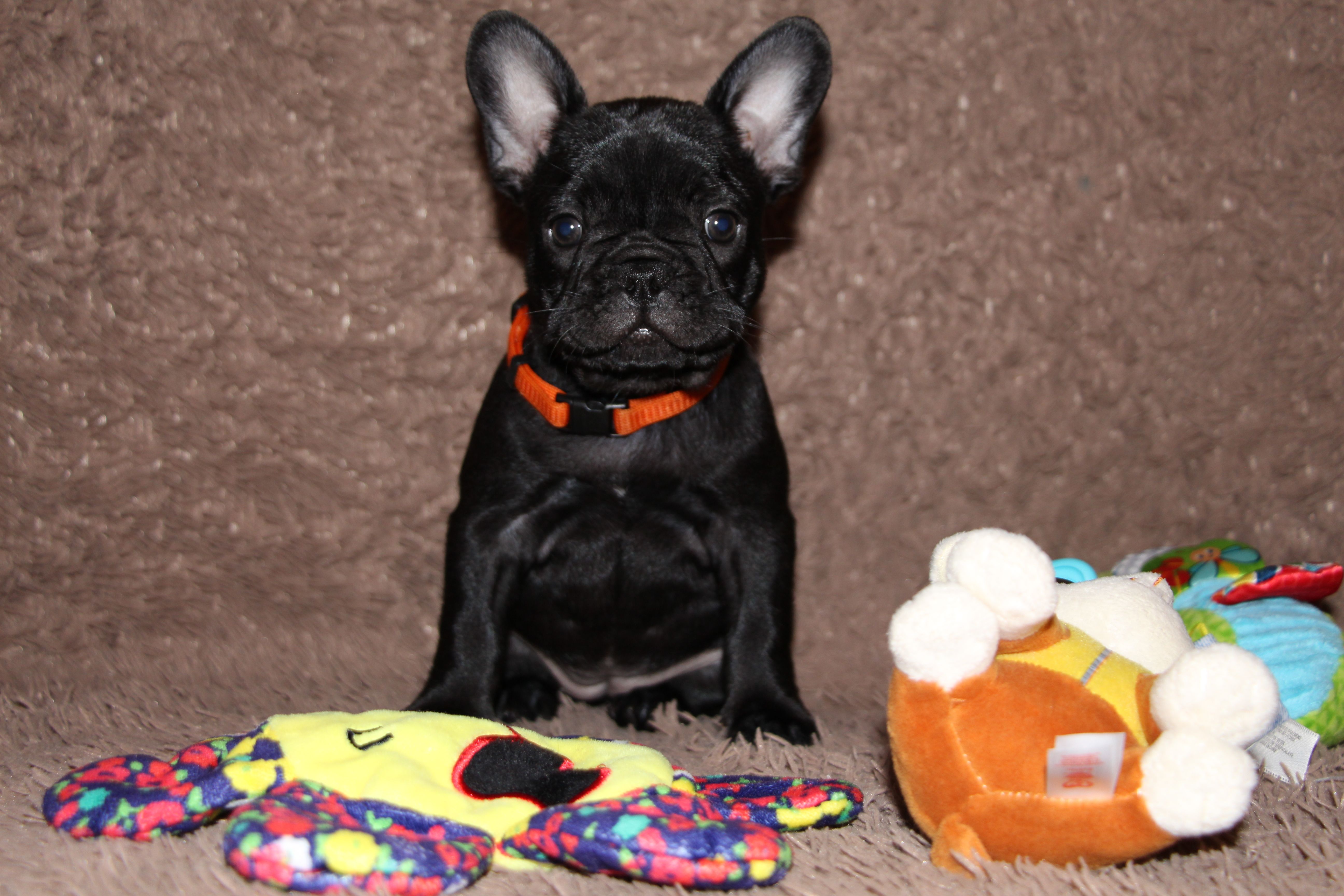  <svg class='orange'></svg> <b>Ma Cherry Melody</b> <svg class='orange'></svg>